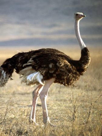 Burung yang Tidak Bisa Terbang