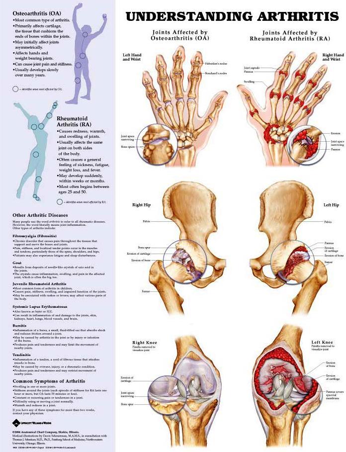 human anatomy chart. World of Human Anatomy amp;