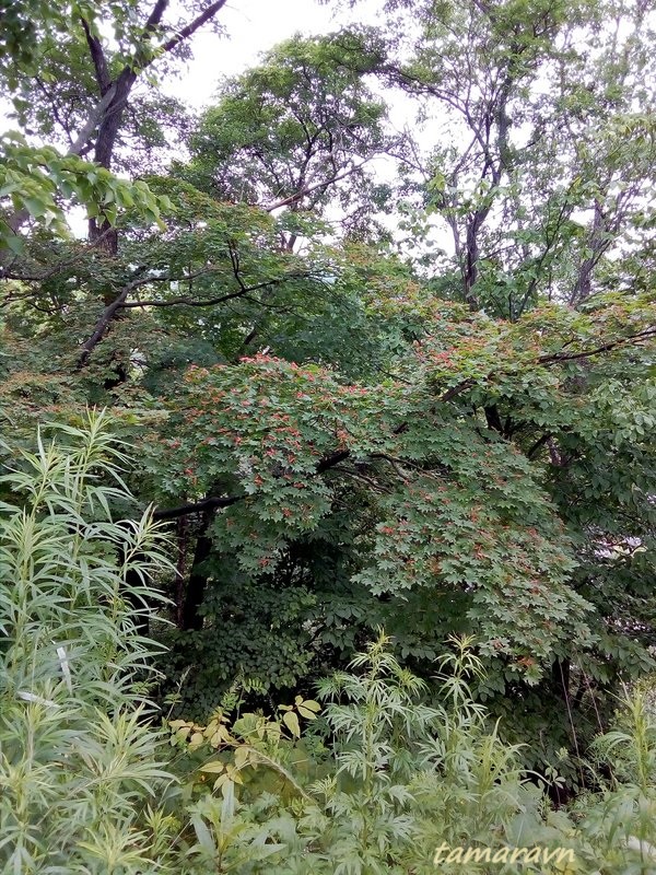 Клён ложнозибольдов (Acer pseudosieboldianum)