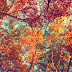 Fall Tumblr Desktop Wallpaper