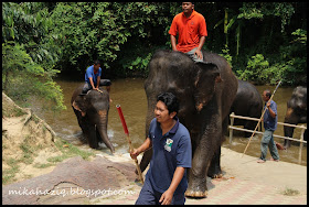 elephants malaysia