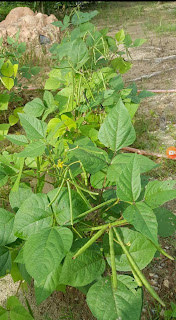 Pokok kekacang