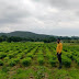 जशपुरनगर :सन्ना व मनोरा क्षेत्र के लगभग 1500 किसान मिर्च की खेती से कमा रहे हैं अच्छा मुनाफा 