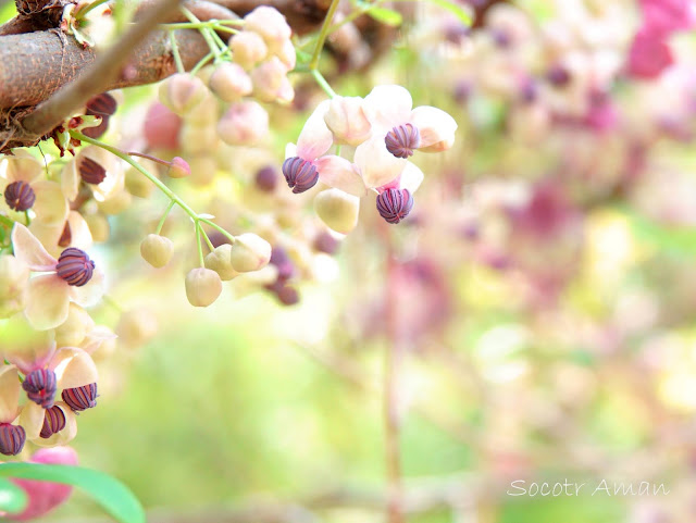 Akebia quinata