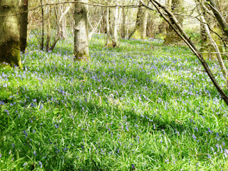 Bluebells in Firestone Copse, Wootton