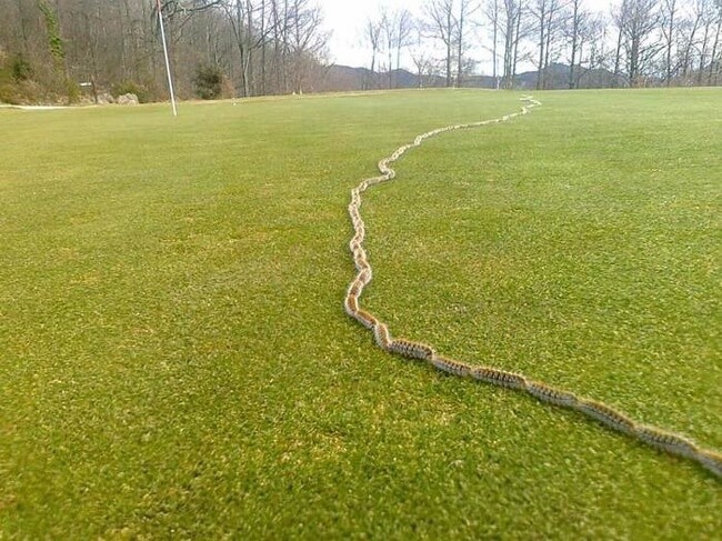 The Rarest Things We Have Ever Seen Captured In 17 Mind-Blowing Pictures - Australian caterpillars that are crawling in a line.