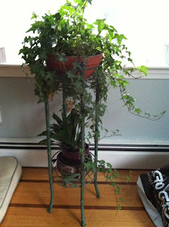 Indoor Flowering Plants