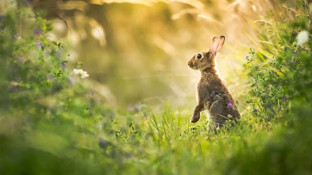 Hare In The Grass Cute HD Wallpaper Image