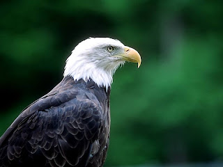 الصقر eagle