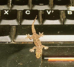 gecko on computer