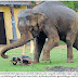Lucky Person! Saving his life from an Angry Elephant