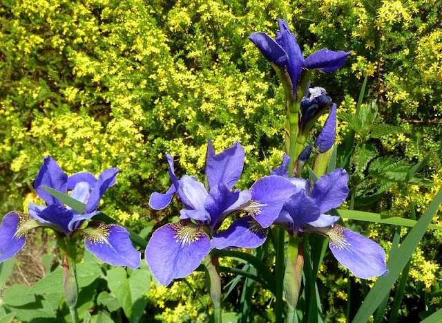 Irises at Ventnor Botanic Gardens