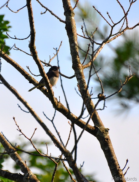 8. junco-kab