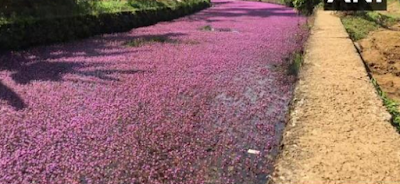 Flowers colored lights.. Pink River!