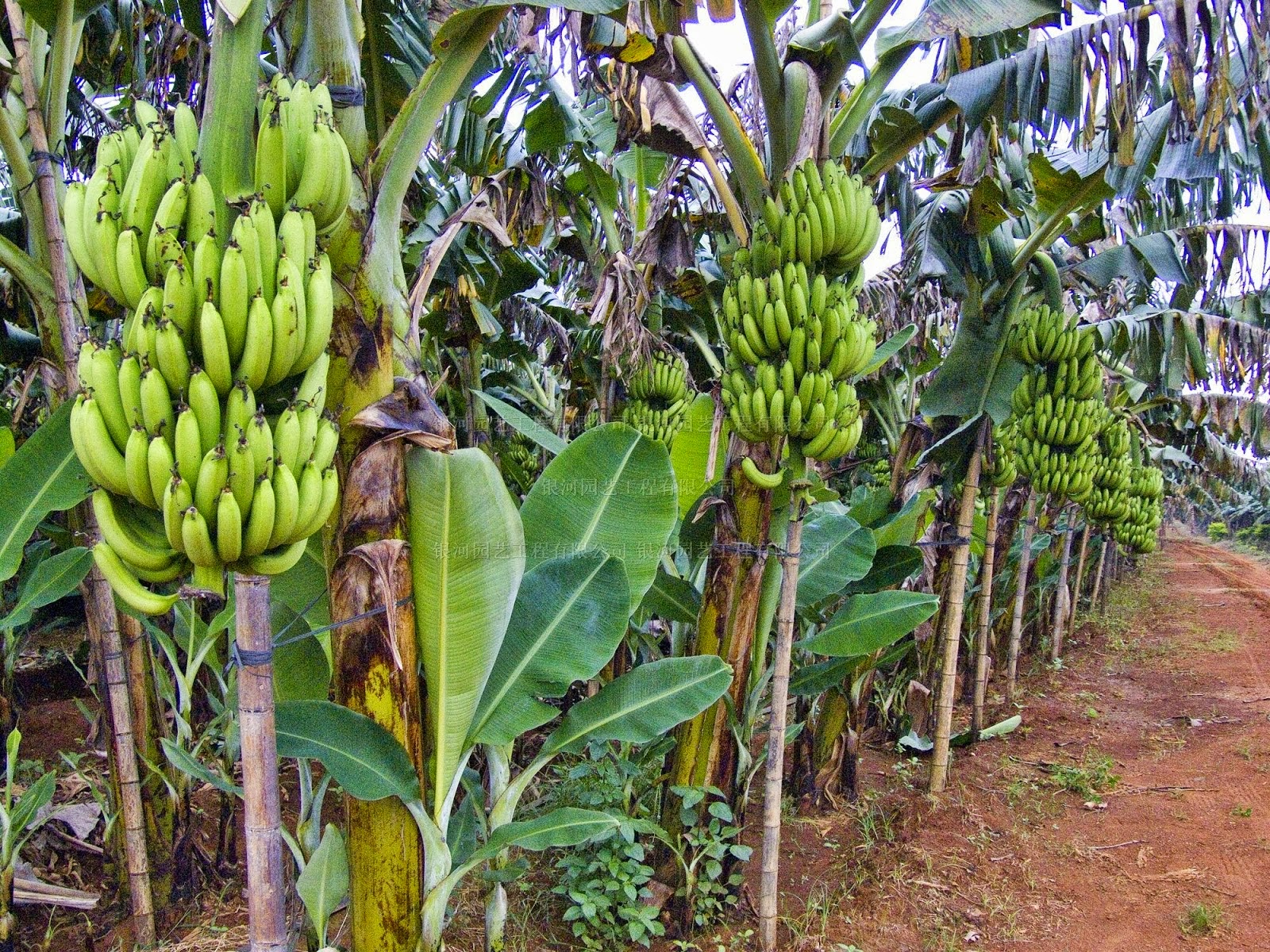 Pemeliharaan Tanaman Pisang  Petani Indonesia