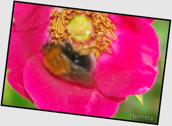 Henriette Juni 062