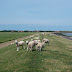 Aanleg glasvezel op Terschelling begonnen