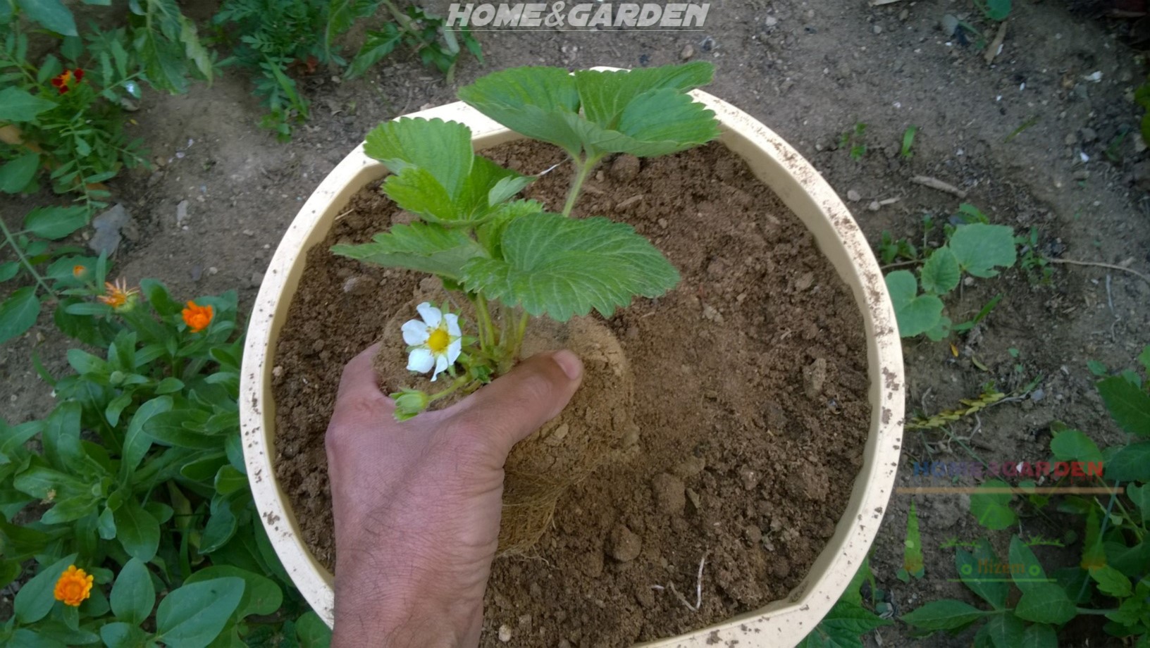 If the roots are wound around , work them loose with your fingers so they can grow out into the soil. Make a hole in the soil or in the potting mix and put the new strawberry plant in it.