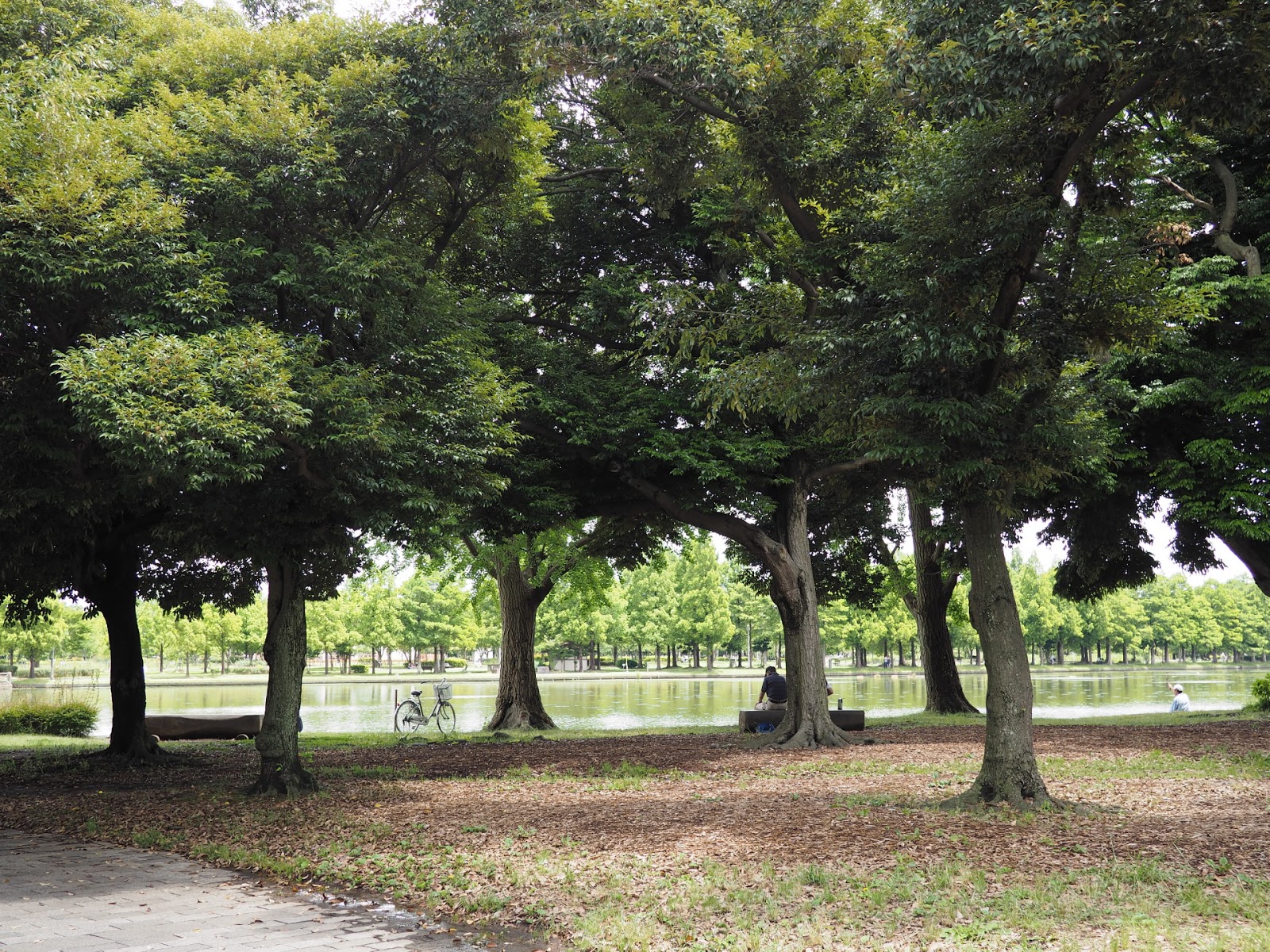 尊い東京の姿 撮って出し水元公園 菖蒲まつりと広々自然