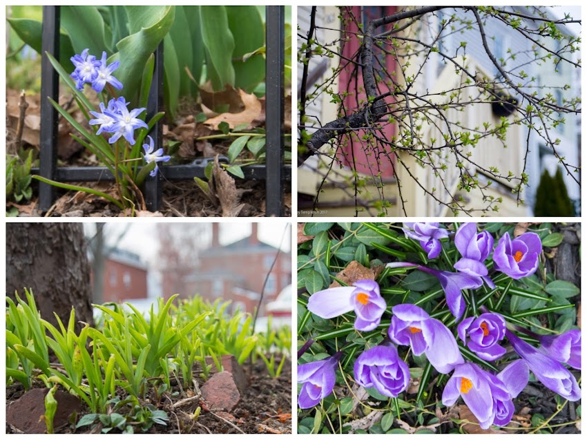Portland, Maine USA Photos by Corey Templeton. Some little signs of spring in the West End of Portland April 2017.