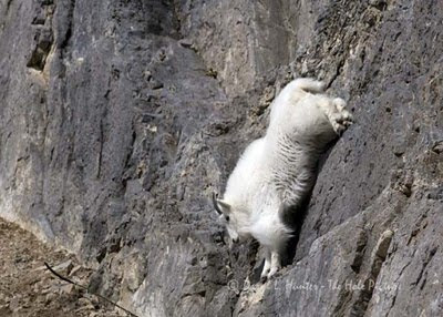 mountain goat foto gallery