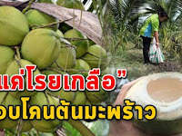 เจ้าของสวนบอกเคล็ดลับ ให้โรยเกลือรอบต้นมะพร้าว