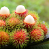 Rambutan Fruit