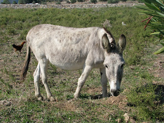 Local Fauna Kefalos