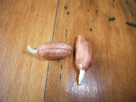 peanut seed root, sprout, grow at home, indoors