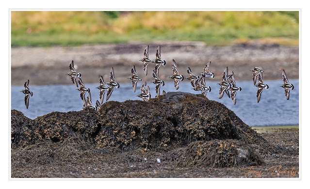 this is an image of a flock of ruddy turnstones coming down to land on the rocks on Carlingford lough