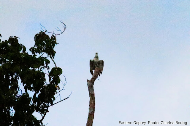 Eastern Osprey