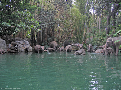Elephant Bathing Pool Disneyland elephants Jungle Cruise