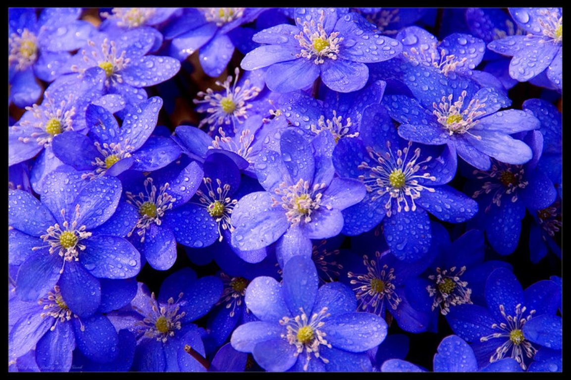 Beauty Blue Flower Wallpaper | Wallpaper ME