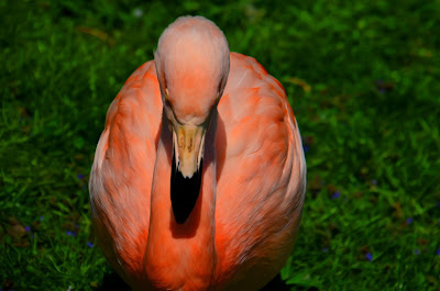Flamingo, zog flamingo, qızılqaz, chim hồng hạc, plameniak, 火烈鳥, фламинго, fenicottero, zog flamingo, qızılqaz, flamenko, flamings, flamingas, flaming, flamingó, фламінга, মরাল, 火烈鳥,フラミンゴ, 火烈鳥, 플라밍고, фламинго,