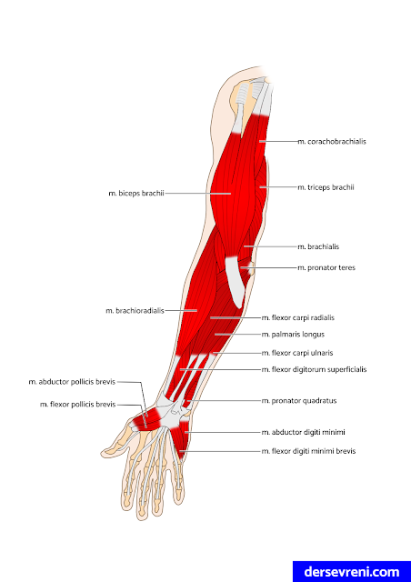 m. biceps brachii (pazu kası) m. coracobrachialis  m. brachialis m. triceps brachii    m. pronator teres  m. flexor carpi radialis  m. palmaris longus  m. flexor carpi ulnaris m. flexor digitorum superficialis m. flexor pollicis longus m. flexor digitorum profundus m. pronator quadratus  m. extensor digitorum m. extensor digiti minimi m. extensor carpi ulnaris m. anconeus m. abductor pollicis longus m. extensor pollicis brevis m. extensor pollicis longus m. extensor indicis m. supinator  m. brachioradialis m. extensor carpi radialis longus m. extensor carpi radialis brevis