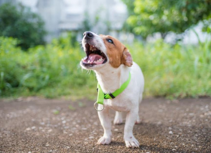 How to Get Your Dog's Barking Under Control