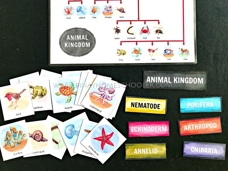 ANIMAL KINGDOM CHARTS