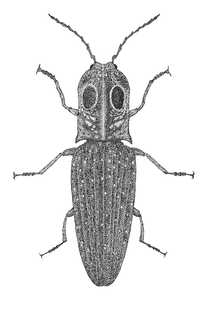 Eyed Click Beetle drawing, Eyed Click Beetle engraving, Щелкун Глазчатый рисунок гравюра, Alaus oculatus drawing engraving