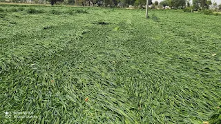 आंधी बारिश से हुआ किसानों का नुकसान