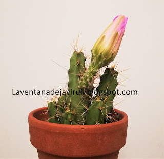 como-cuidar-echinocereus-pentalophus