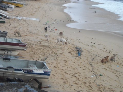 Os cães ladram e o poder público se omite