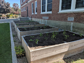 the gardens are growing at Davis Thayer (taken June 8, 2019)