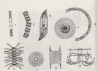 Identifikasi Plankton  PLANKTON ( Dalam Prespektif 
