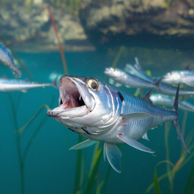 what-do-sardines-eat-in-the-wild