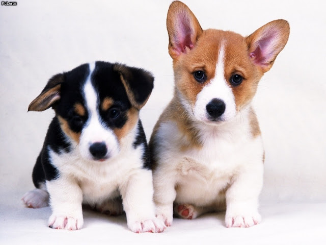 Cute Dogs