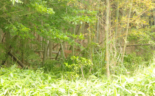 山口県の観光拠点、美祢市に残る石炭の炭鉱跡を訪れた【y】　美祢斜坑跡　荒川水平坑跡　桃の木露天掘り跡