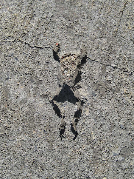 Raining Frogs - (Like in the movie Magnolia.) A frog fossil on the sidewalk at Norman & Banker in Greenpoint.