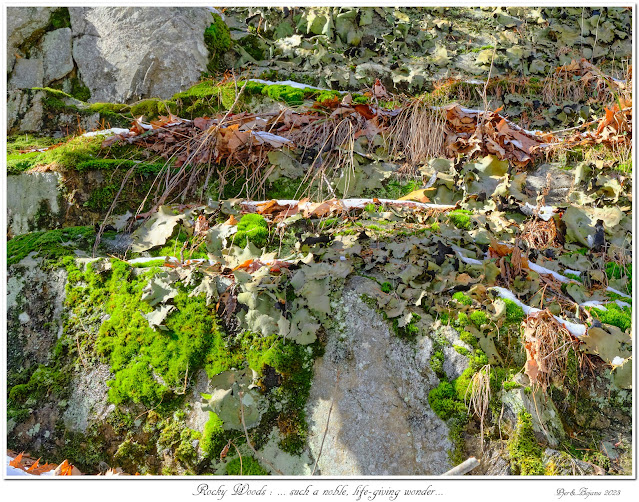 Rocky Woods: ... such a noble, life-giving wonder...