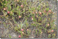 20100727-171 cranberries