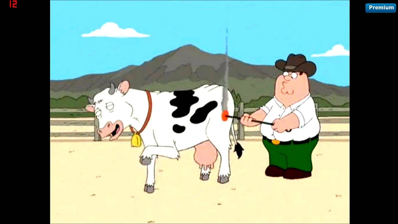 Livestock branding - Branding Cows